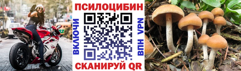 Галлюциногенные грибы Psilocybe  Вольск 