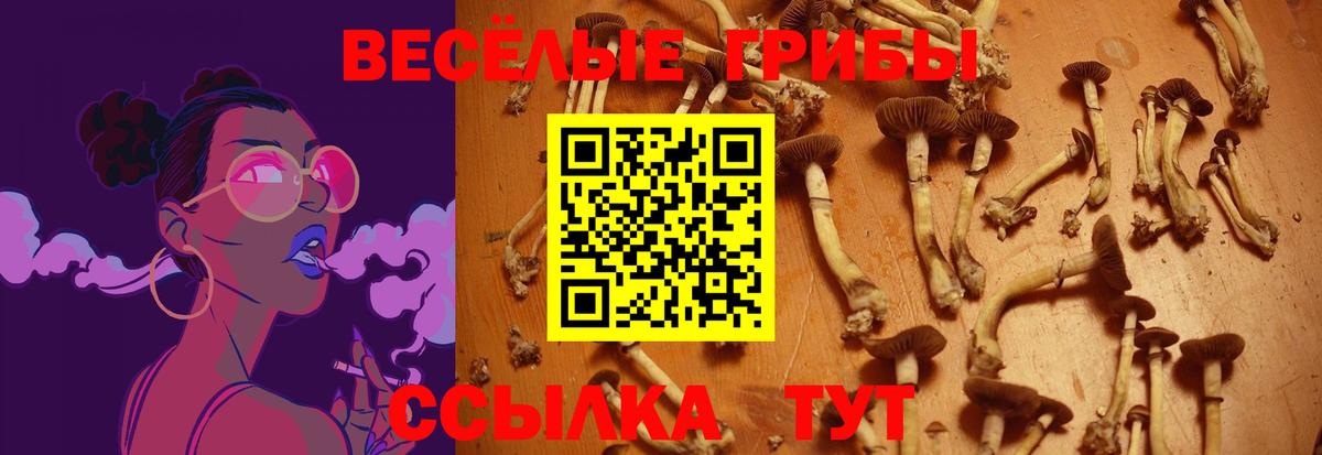 Псилоцибиновые грибы Psilocybe Вольск
